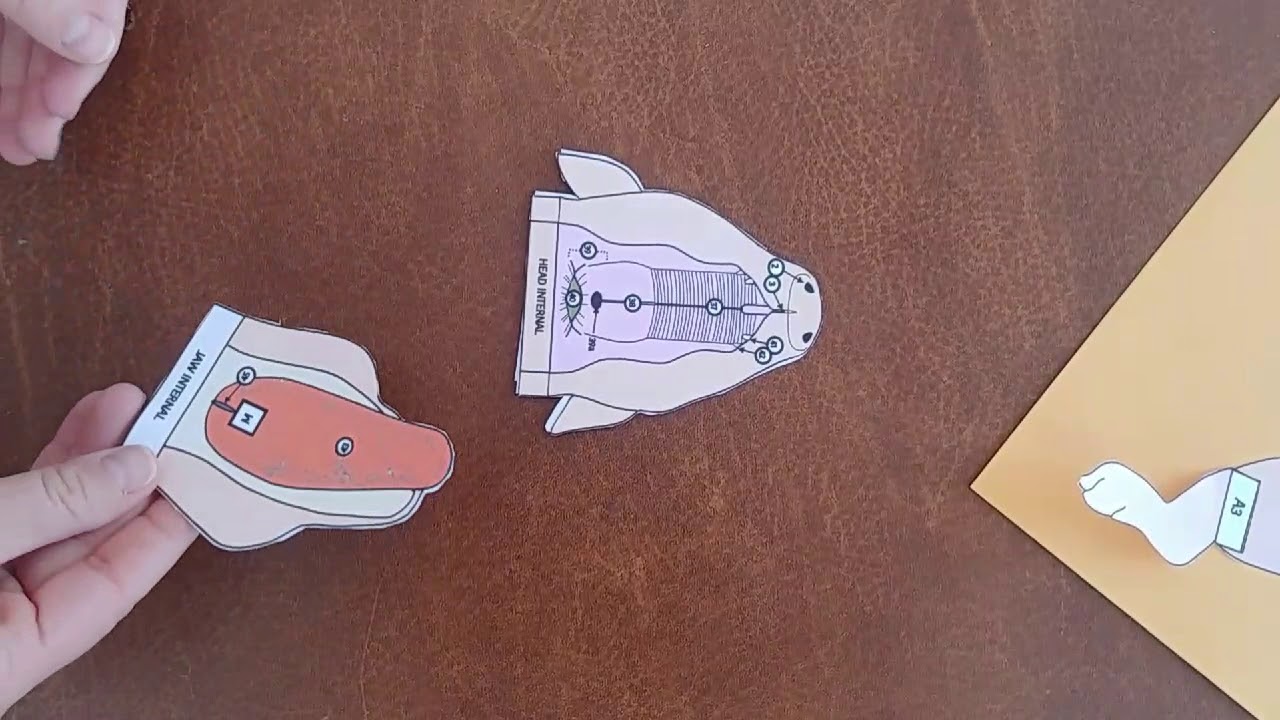 Paper Fetal Pig Dissection instructions (horizontal view)