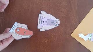 Paper Fetal Pig Dissection instructions (horizontal view)