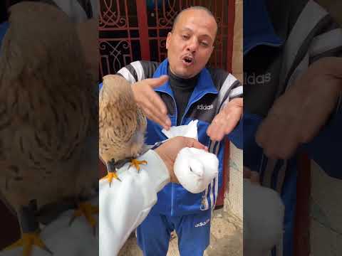 لو قولتلك تاخود الصقر ولا الحمامه هتختار اي