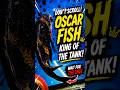 Oscar Fish's Secret Move! 😱🔥#OscarFish #AquariumFish #MonsterFish #FishLover #AquariumLife #Fish