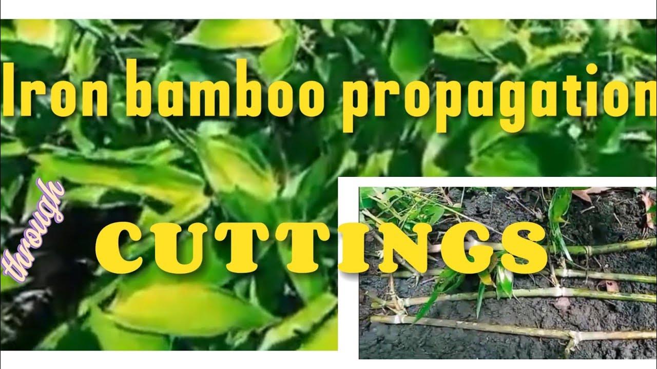 Iron Bamboo Propagation through Cuttings YouTube
