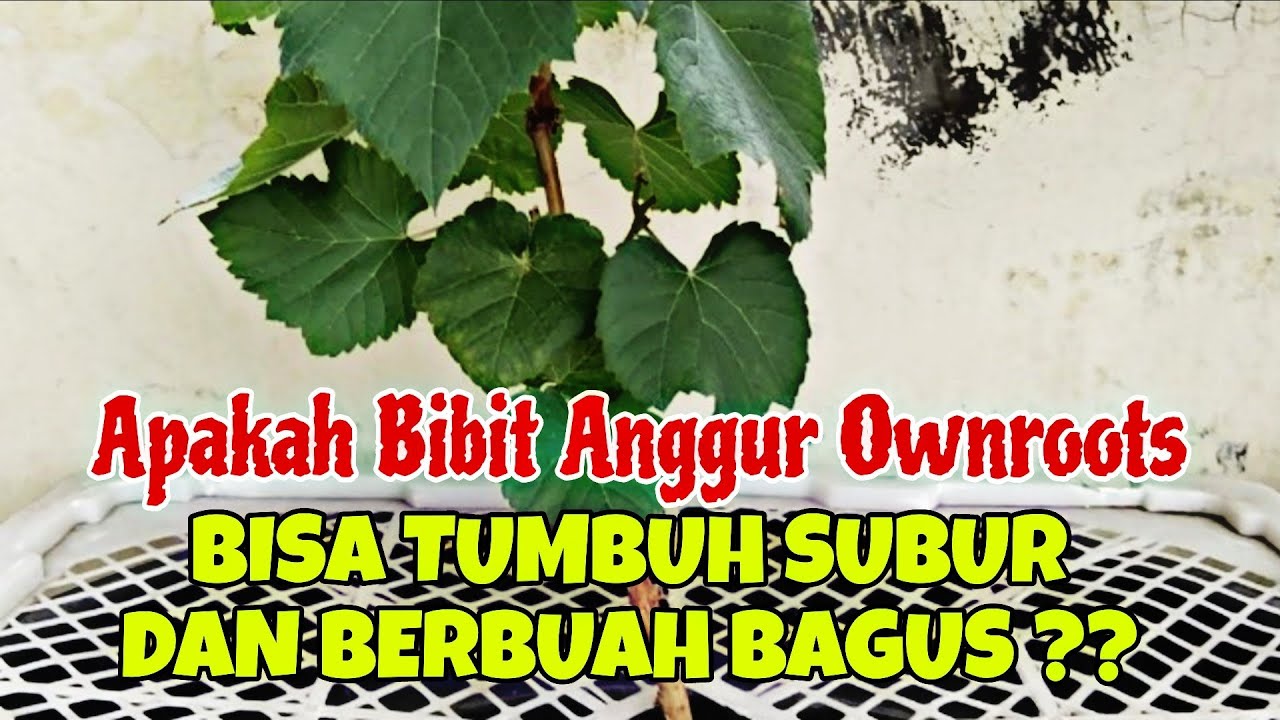 Bisa subur ?? Bibit Anggur Ownroots