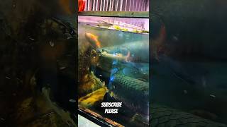 Unbelievable Monster Fish! #fish #fishing #viral #arapaima #trending