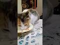 #cat #studywithmeandmycat #lifeisbutadream #animallovers