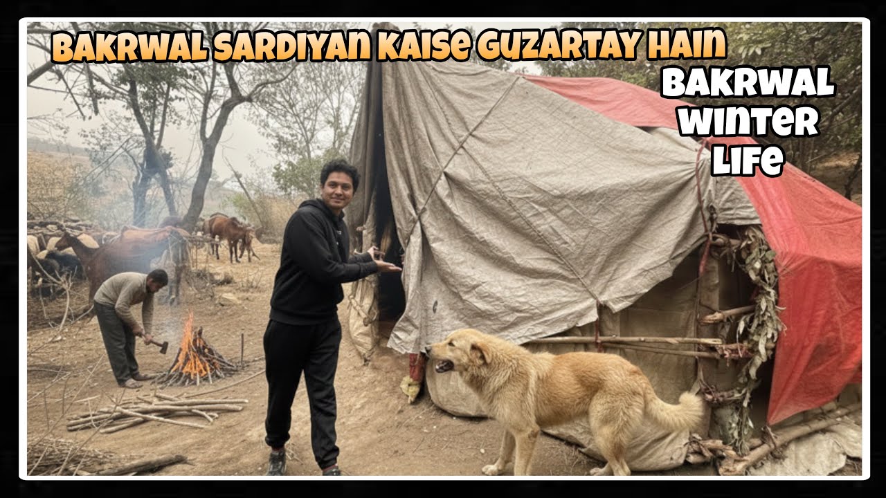 How Bakrwal Survive Winter in Hot Tents| Nomadic Mountain Life