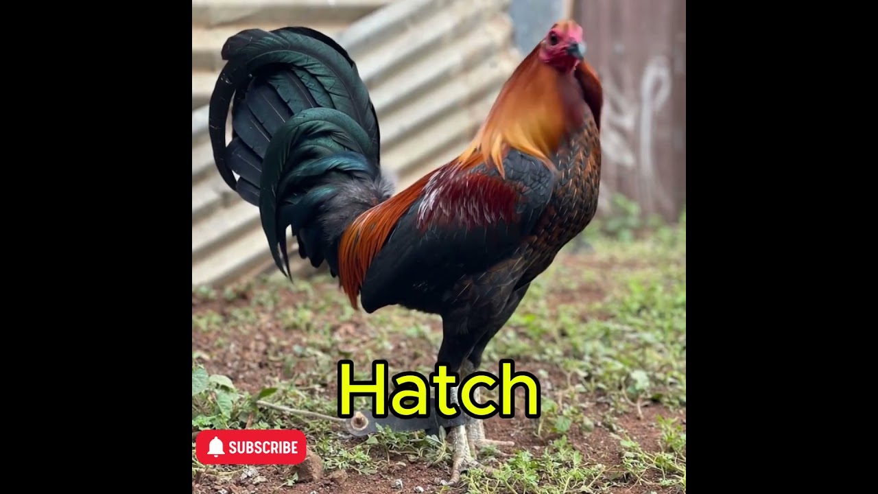 📣 Let’s Settle This…Which bloodline do YOU trust most in the pit? 