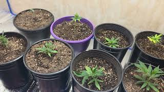 Indoor Clone Room Update