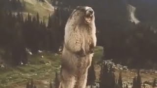 Screaming Marmot In Different Speed