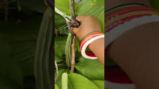 nice garden 🥰 #song #music #newsong #cover #coversong #food #mrsa👍njaycomedy