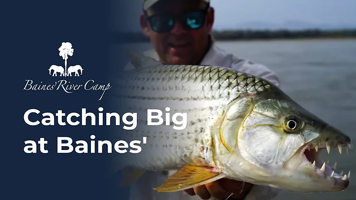 Bait Fishing Magic on the Zambezi: Catching Big at Baines' River Camp