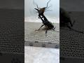 ローリングドライバー??#ムシキング #昆虫バトル #カブトムシ #クワガタ #ヘラクレスオオカブト #beetle #ギラファノコギリクワガタ #ニジイロクワガタ #insects #虫