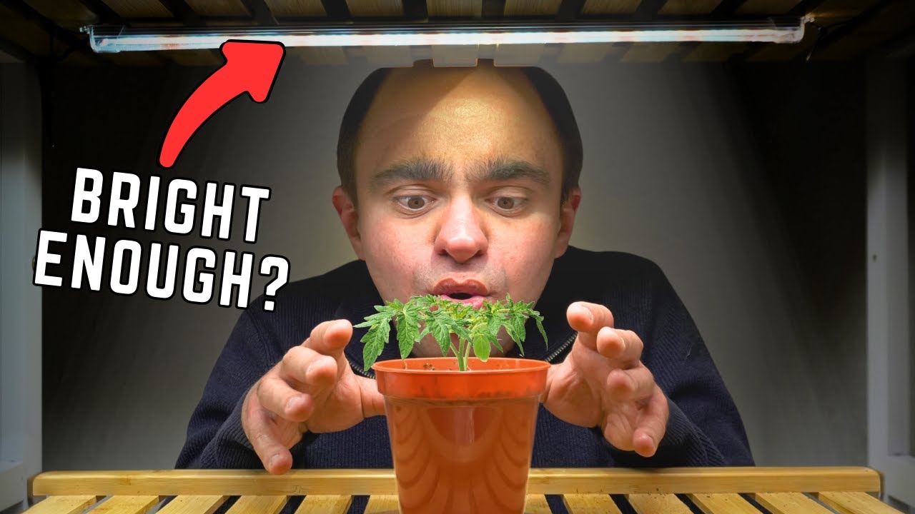 Are Cheap Grow Lights Bright Enough To Grow Tomato Seedlings? YouTube