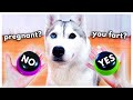 Dog Answers Fan Questions Using Talking Buttons! (Part 5)