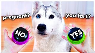 Dog Answers Fan Questions Using Talking Buttons! (Part 5)