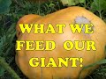 Giant Pumpkin Care | Three ways we fertilize our giant pumpkins