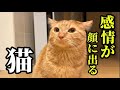 ボスに怒られて、感情が顔に出てしまう猫の悲しい１日