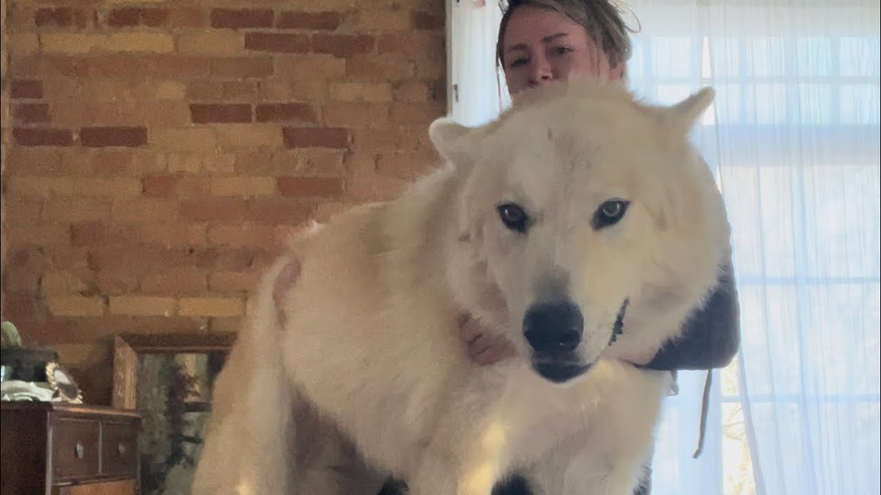 Rescue Wolfdog just needed a chance - YouTube