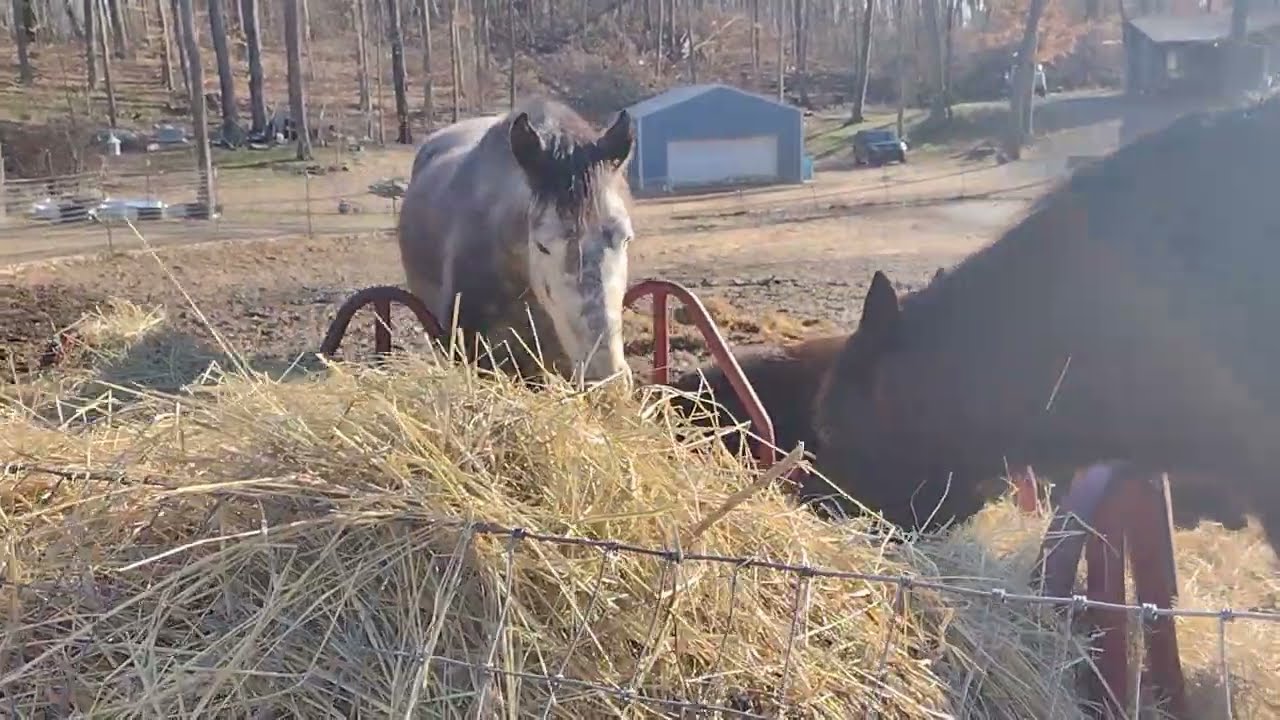 Only Five weeks to go we will have a new Jersey calf! Homestead/Micro Dairy 