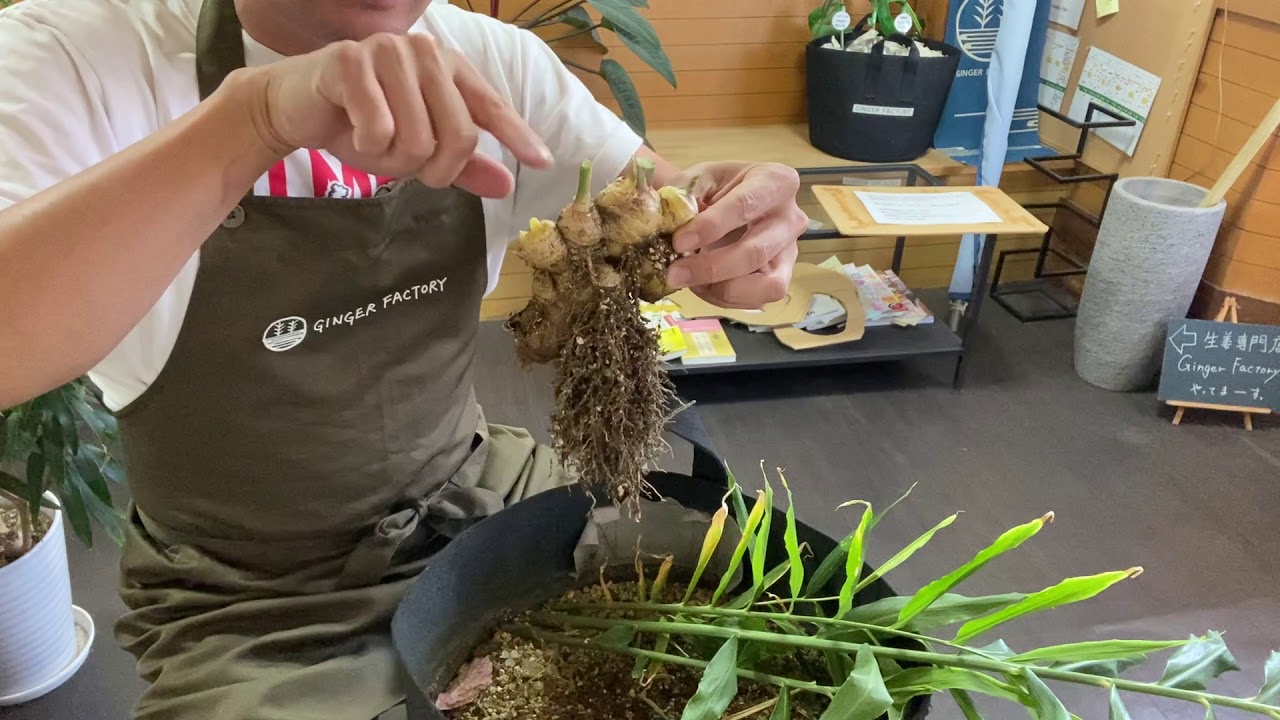 種生姜の保存に関して、生姜を越冬させるには