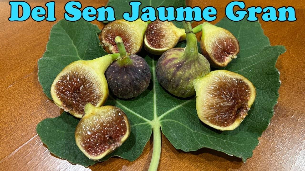 Del Sen Jaume Gran Fig Tasting