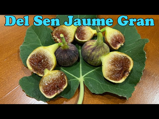 イチジク Del Sen Jaume Gran Del Sen Jaume Gran 苗木1本