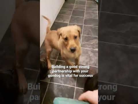 Fox Red Lab