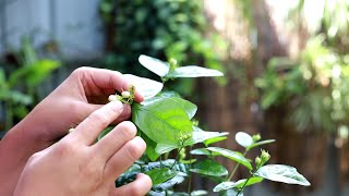 茉莉花防虫，这里有一招喷雾法，比防虫贴更管用