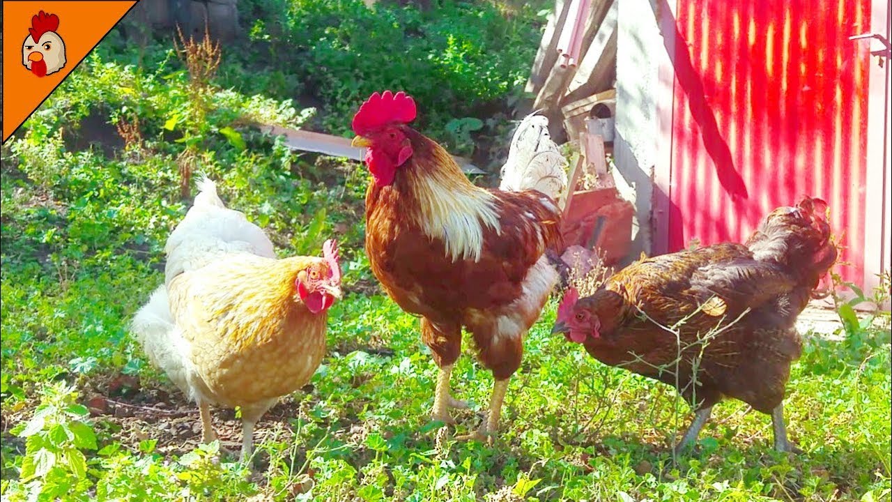 Rooster And Chicken Videos Farm Animals Chicken Video Rooster Noises