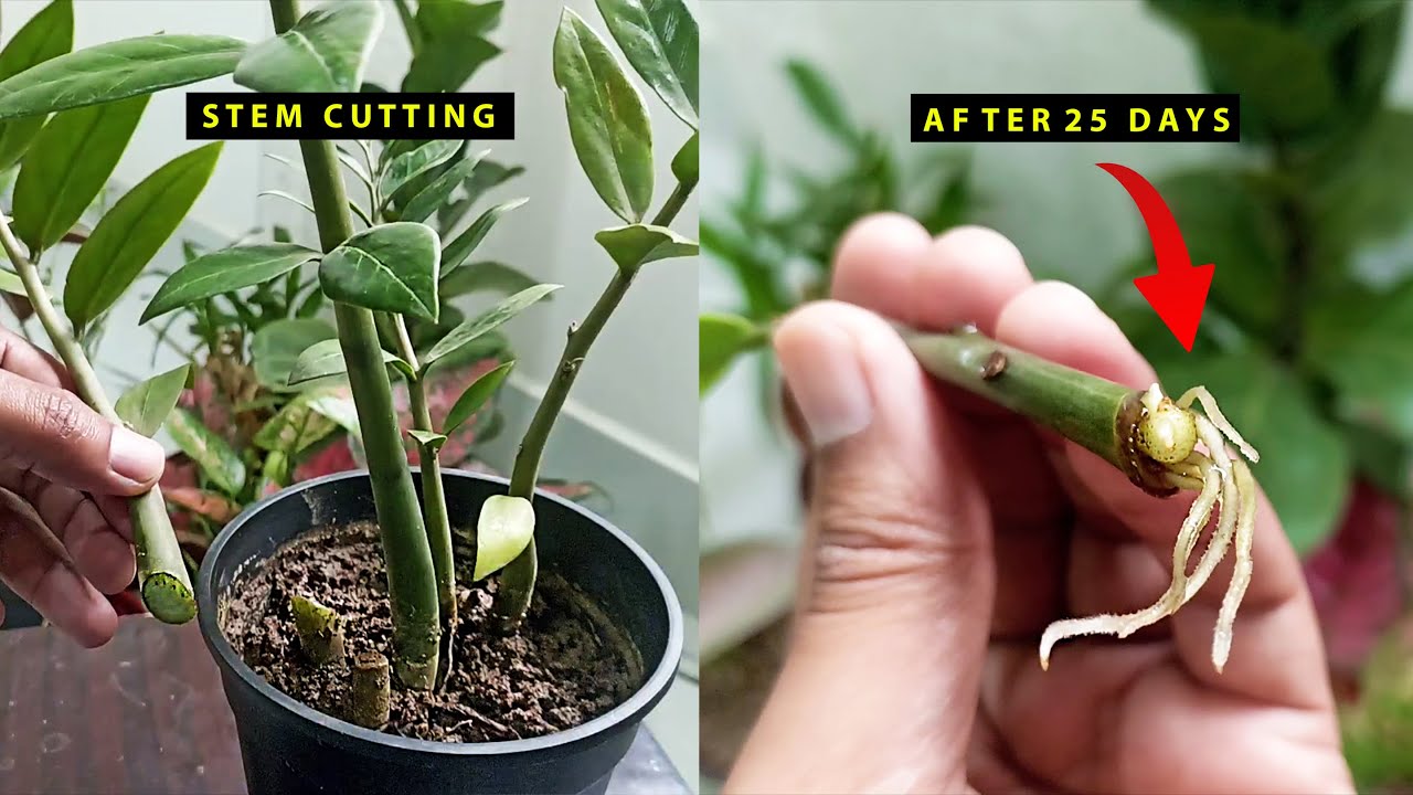 How to propagate ZZ Plant Stem 2x faster YouTube