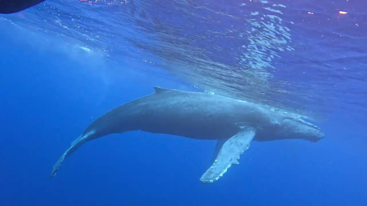 E38E23B3 CBF1 40F9 96BE D664BE63E2A2