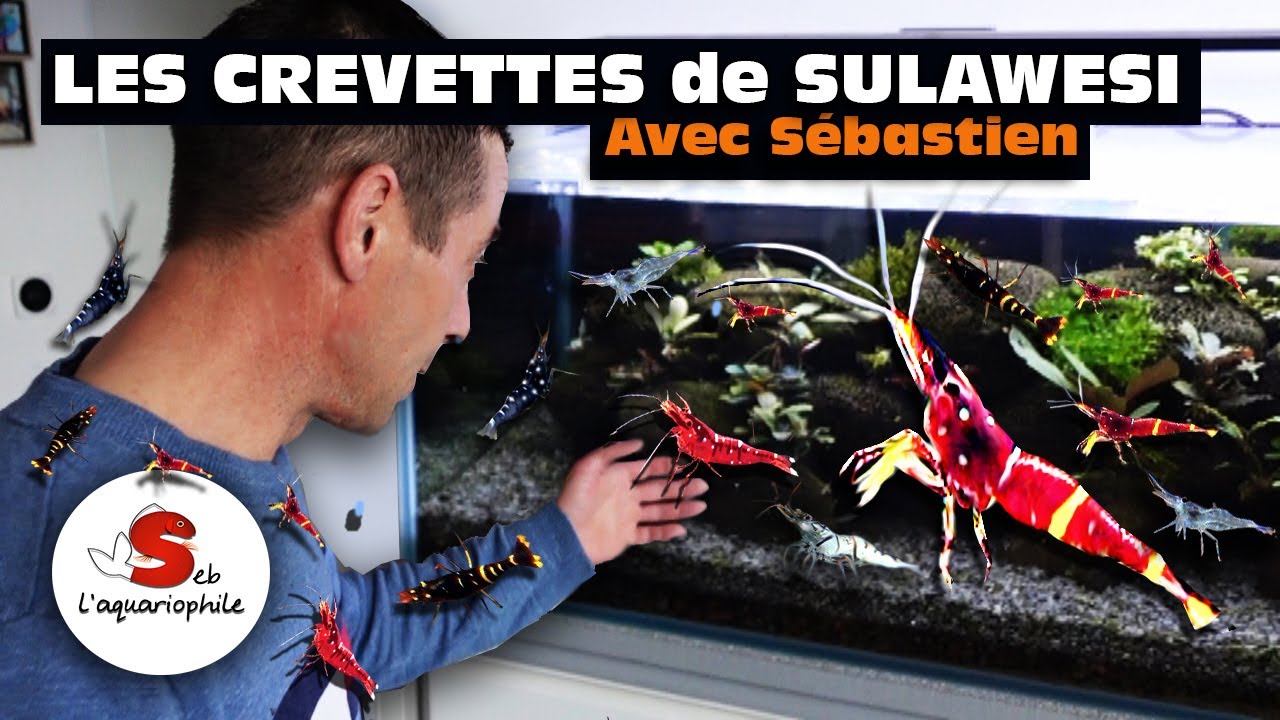 Les Crevettes de Sulawesi : Magnifiques Mais Difficiles ? Tout Savoir !