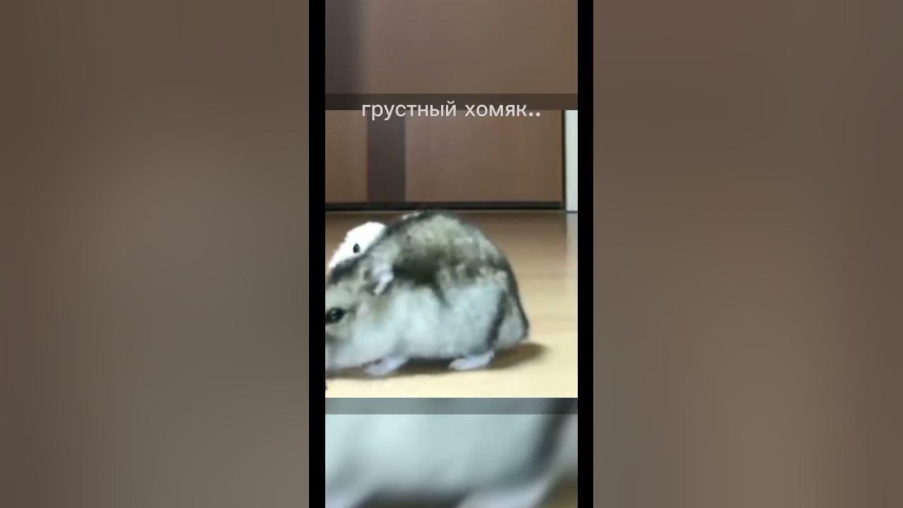 грустный хомяк(🐹. #short #хомяк - YouTube