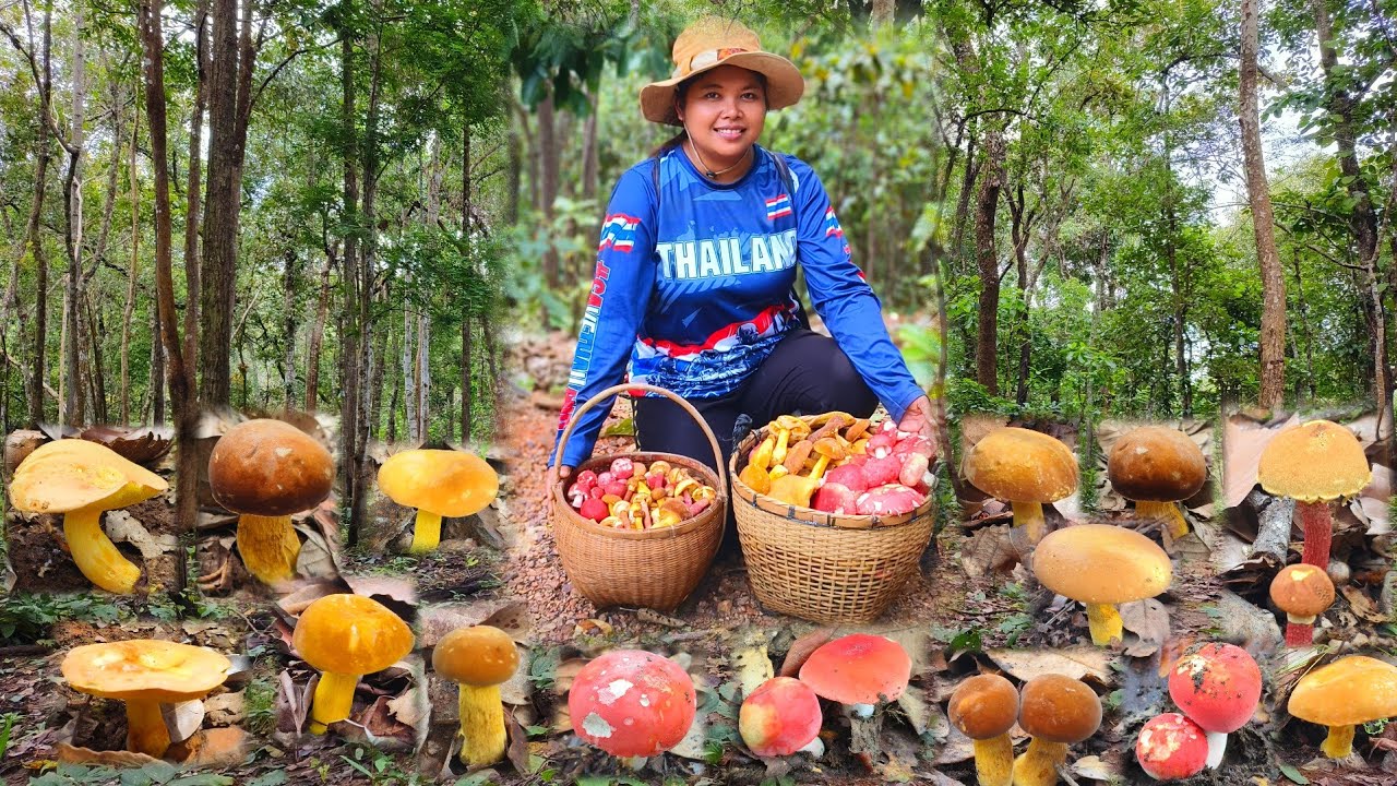 ขึ้นดอยหาเห็ดวันนี้ ว้าวๆเจอเห็ดผึ้งเห็ดก่อแดงดอกตูมงามๆ เต็มสองต่าอีกแล้ว2 กันยายน 2568