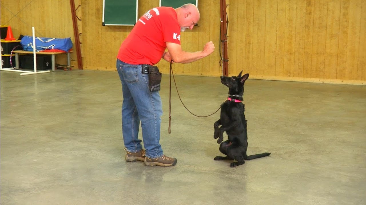 Can You Change Your Dog's Name? "Educational Video" From Master Trainer David Harris