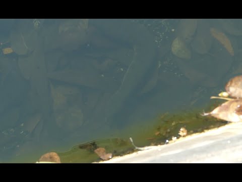 Arafura File Snakes at Howard Springs