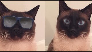 (В) Забавные кошачьи игры =^..^= СИАМСКИЕ КОШКИ (В) Забавные кошачьи игры =^..^= СИАМСКИЕ КОШКИ