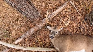Deer Hunting with Dogs Kill Compilation #2 15 kills in 15 minutes