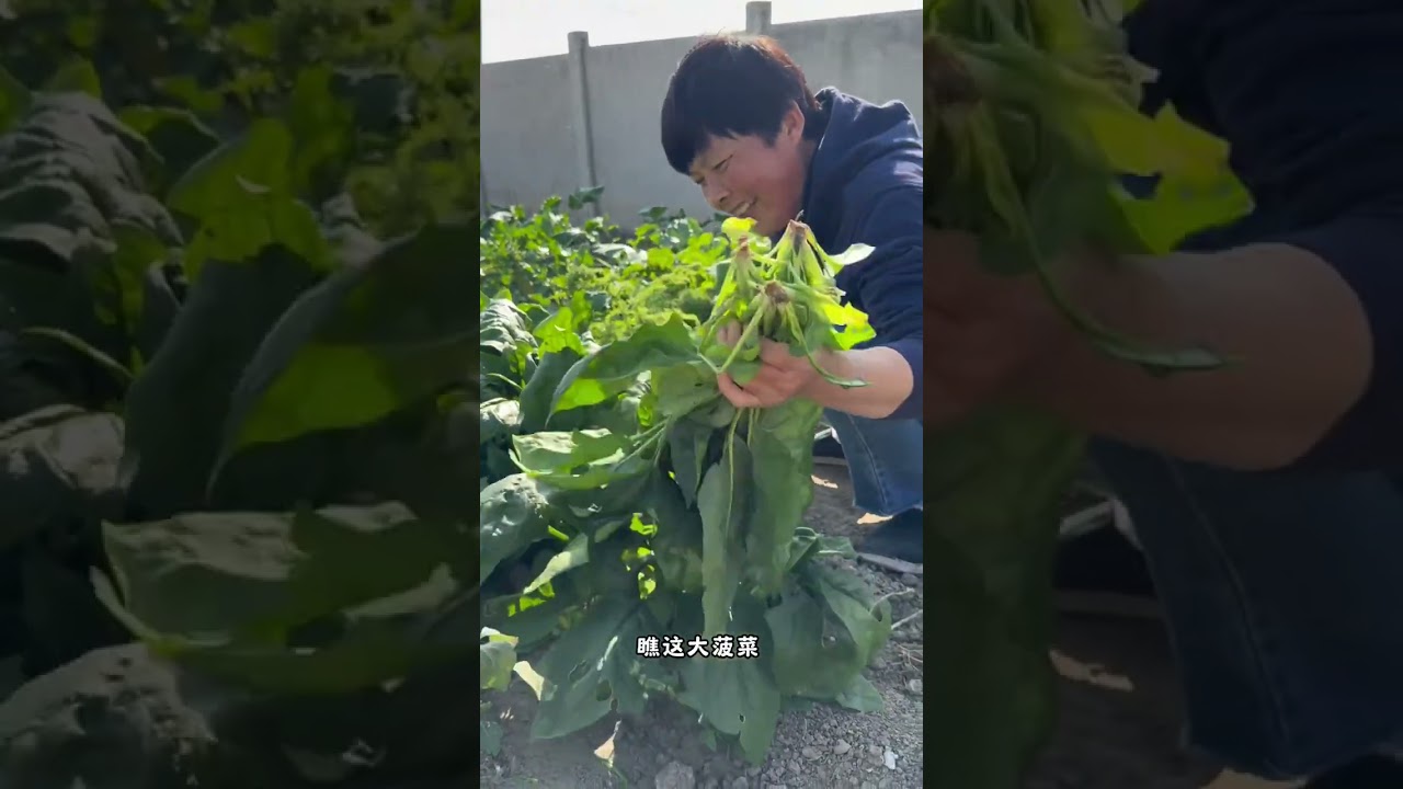 好吃的鸡蛋酱教程来啦，配上东北大饭包，嘎嘎好吃。#鸡蛋酱 #东北大饭包 #记录我的农村真实生活日常 #天儿冷吃点啥 #一日三餐人间烟火