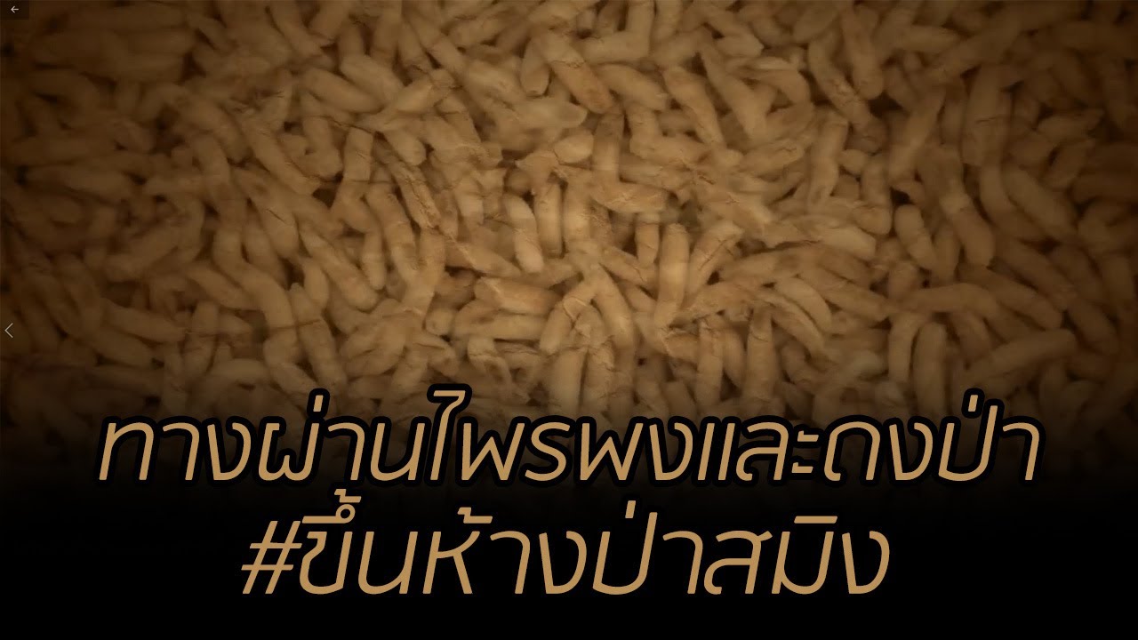 ทางผ่านไพรพงและดงป่า