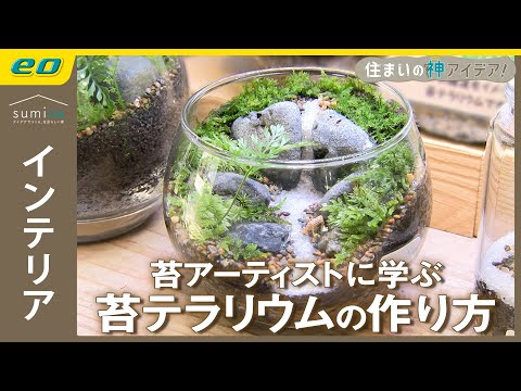 苔テラリウム ミニチュア庭園 苔テラリウム 苔で作るミニチュアの世界