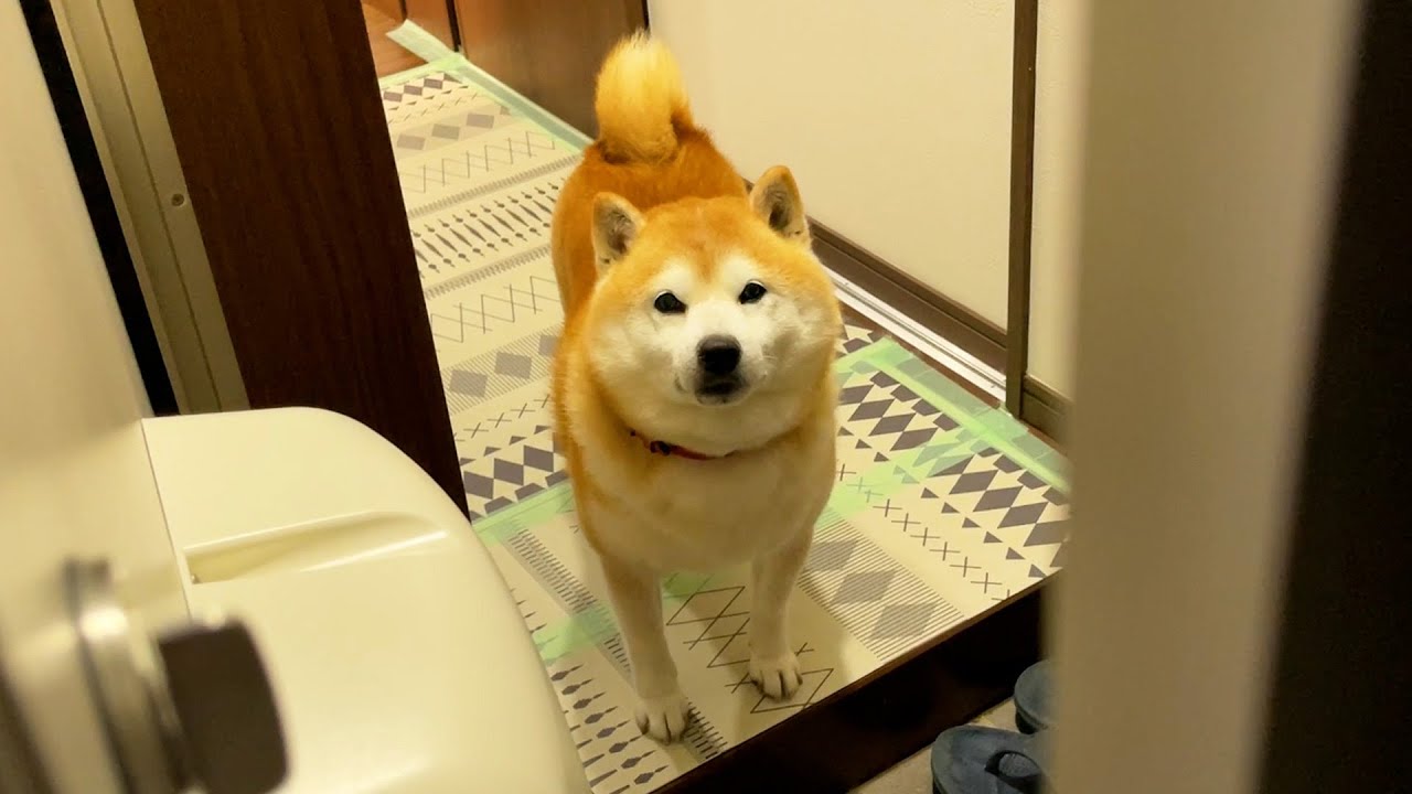 When a Shibe has a question, he stops and thinks. - YouTube
