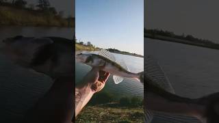 Pêche Fermeture Carnassiers 🎣👇#zander #brochet #carnassier #fishing
