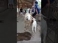 Babon Cempe Ekonomisan #domba #dombalokal #sheep #ternak #goat #shorts #shortvideo