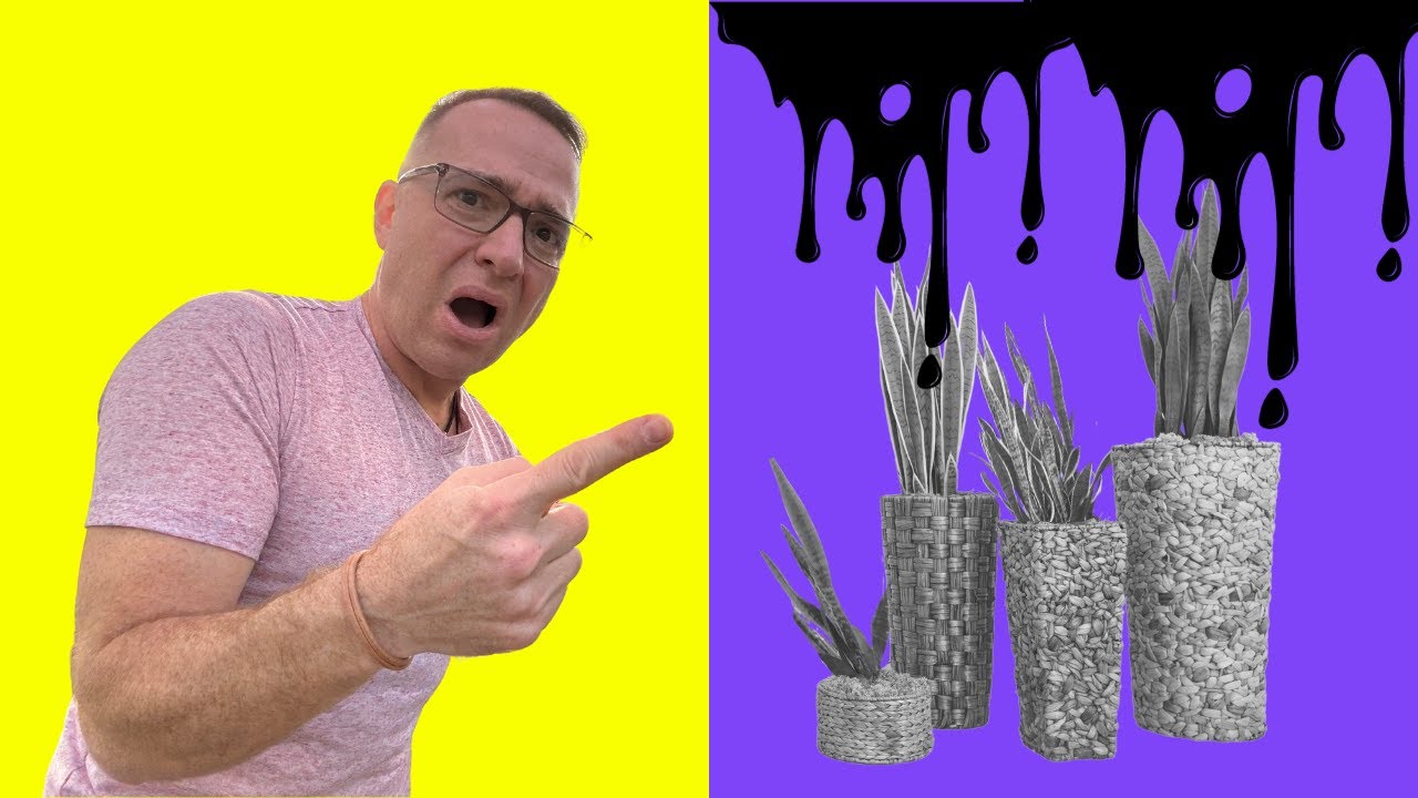 Are Your Sansevieria Cuttings Rotting???  Learn the SECRET to success!