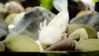 Are Axolotls Intelligent? Exploring the Cognitive Abilities of Mexican Walking Fish