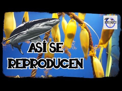 Video: Cómo Se Reproducen Los Tiburones