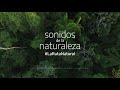 #SonidosDeLaNatural | La selva misionera