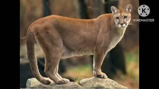 Desert cougar sound effects 🐆🔊