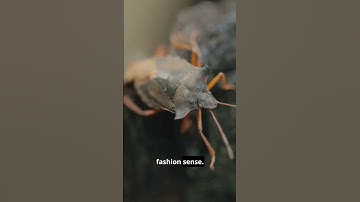 5 Weirdest Insects You Won