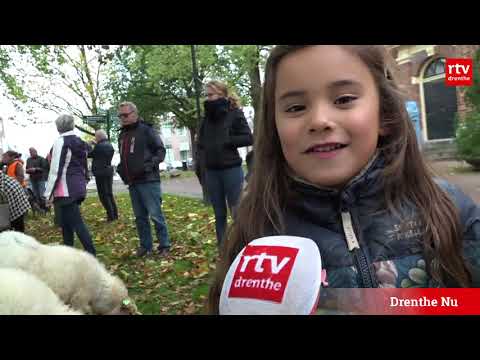 Schaapskudde trekt weer dwars door het centrum van Assen - Schaapskudde trekt weer dwars door het centrum van Assen